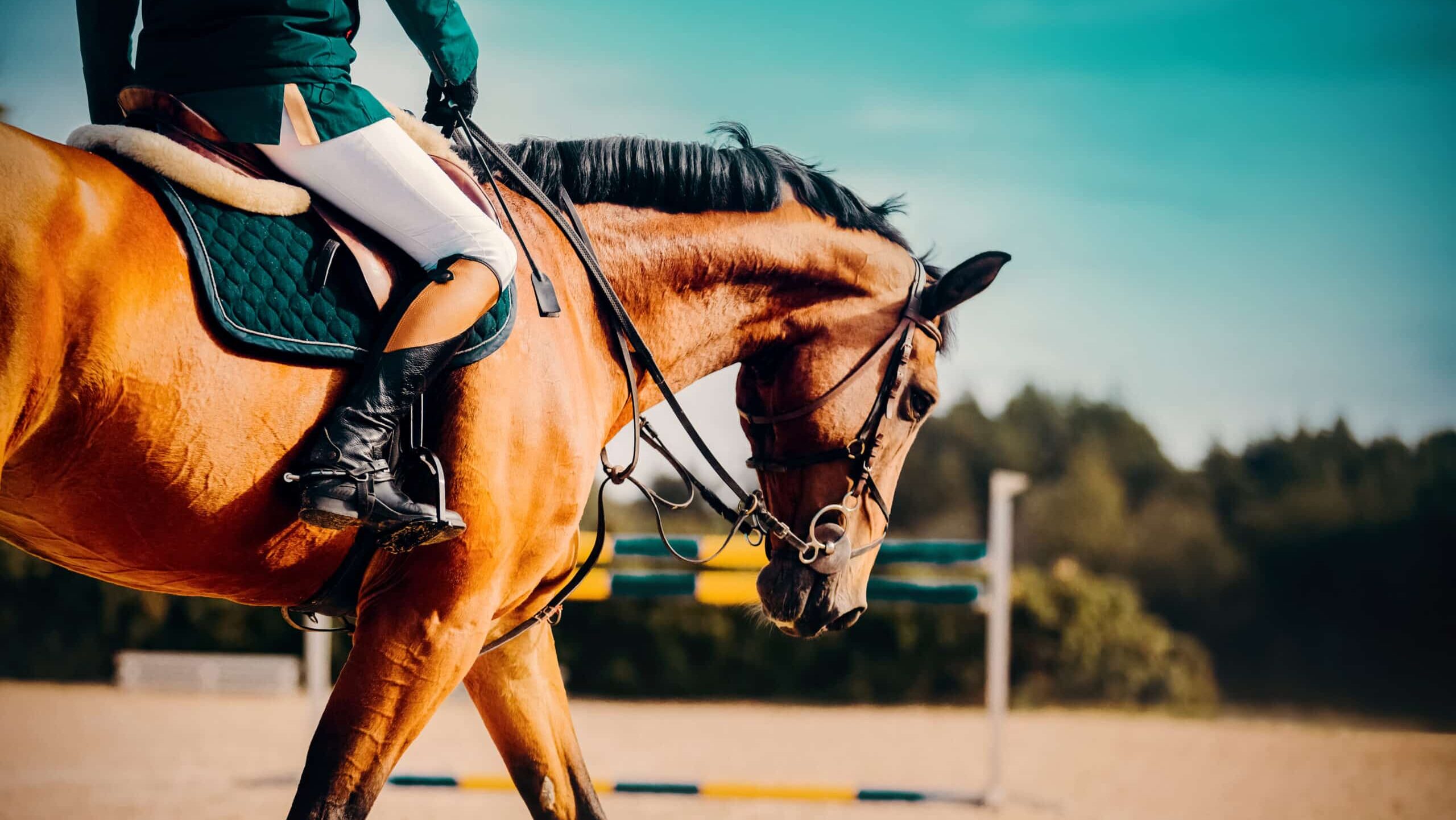 Reitsport